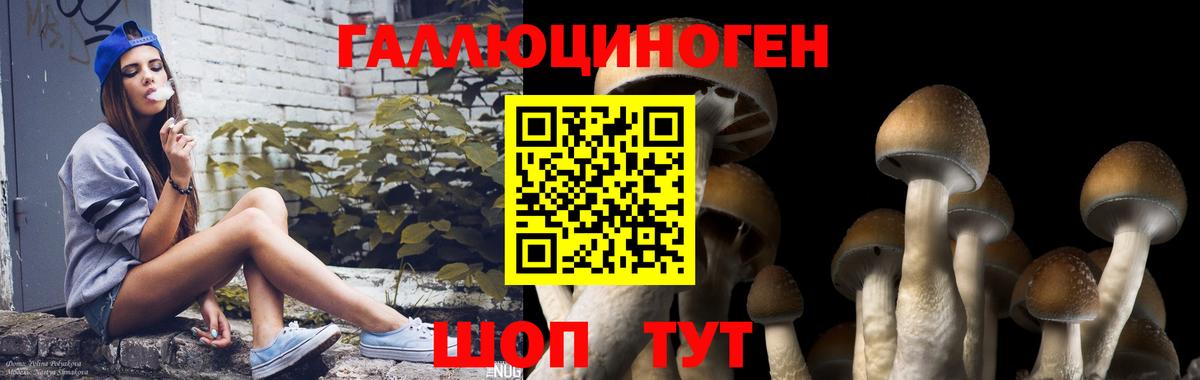 Галлюциногенные грибы Psilocybe Надым